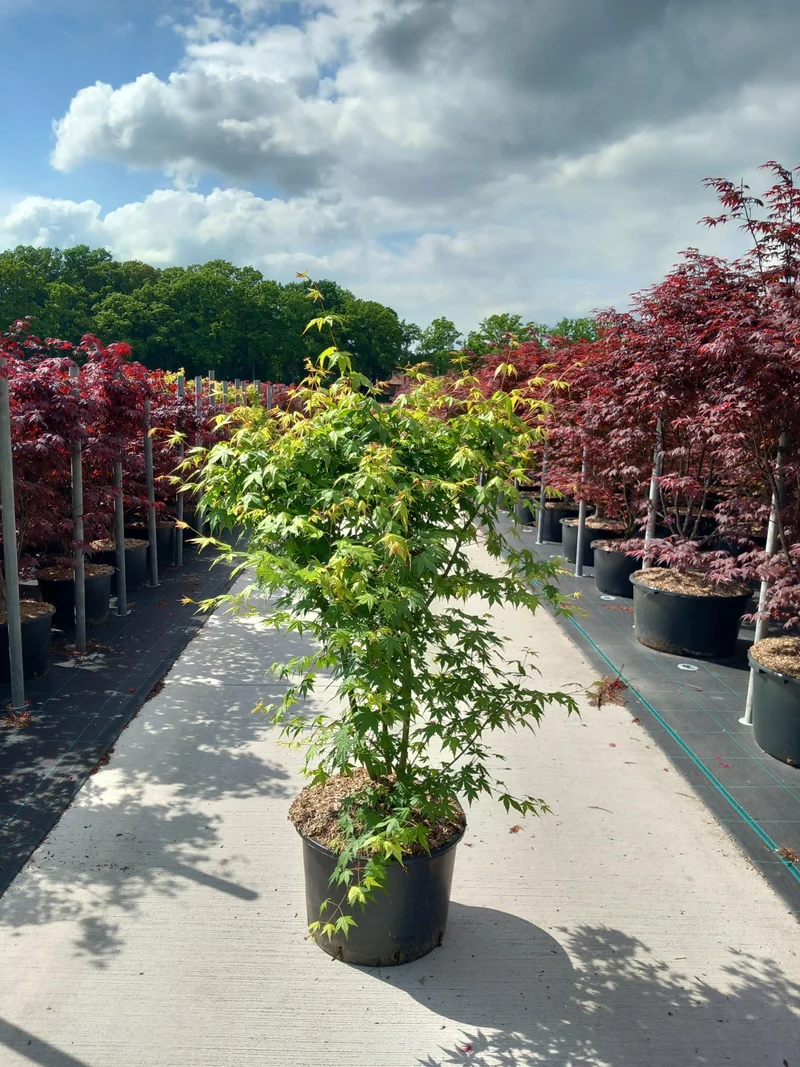Acer palmatum C35 (35 liters kruka) 100-125 cm