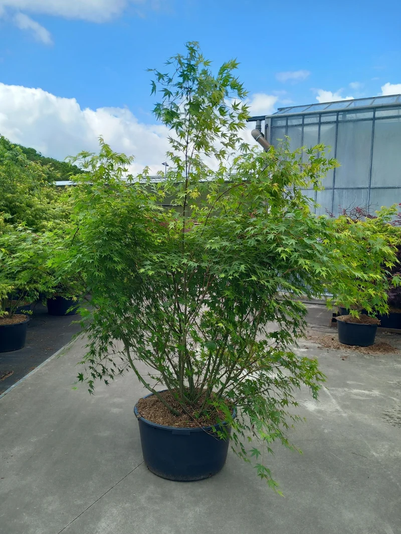 Acer palmatum C90 (90 liters kruka) 160-180 cm