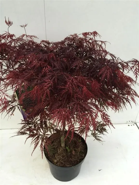 Acer palmatum 'Garnet' C10 (10 liters kruka) 60+ cm