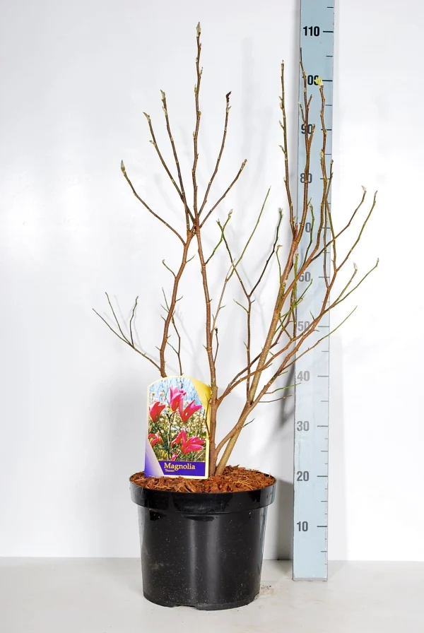 Magnolia 'Susan' C10 (10 liters kruka) 60-80 cm