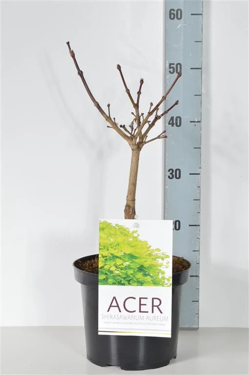 Acer shirasawanum 'Aureum' C5 (5 liters kruka) / 23 cm kruka 25-30 cm