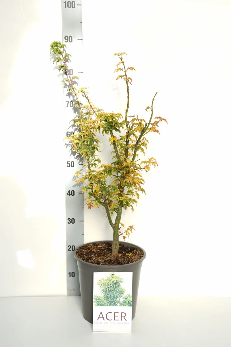 Acer pal. 'Shishigashira' C5 (5 liters kruka) 40-50 cm