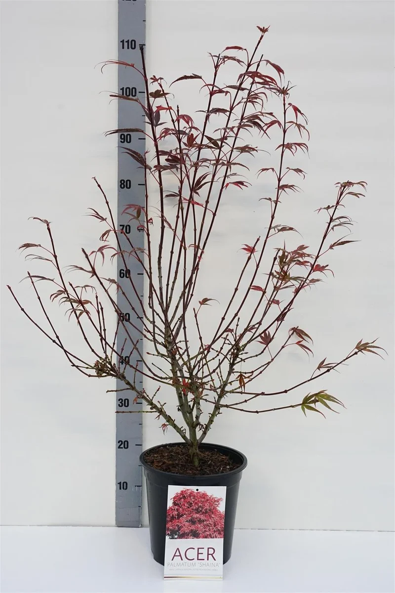 Acer palmatum 'Shaina' C5 (5 liters kruka) 60-70 cm