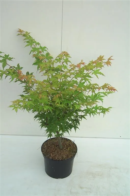 Acer palmatum 'Sangokaku' C5 (5 liters kruka) 50-60 cm