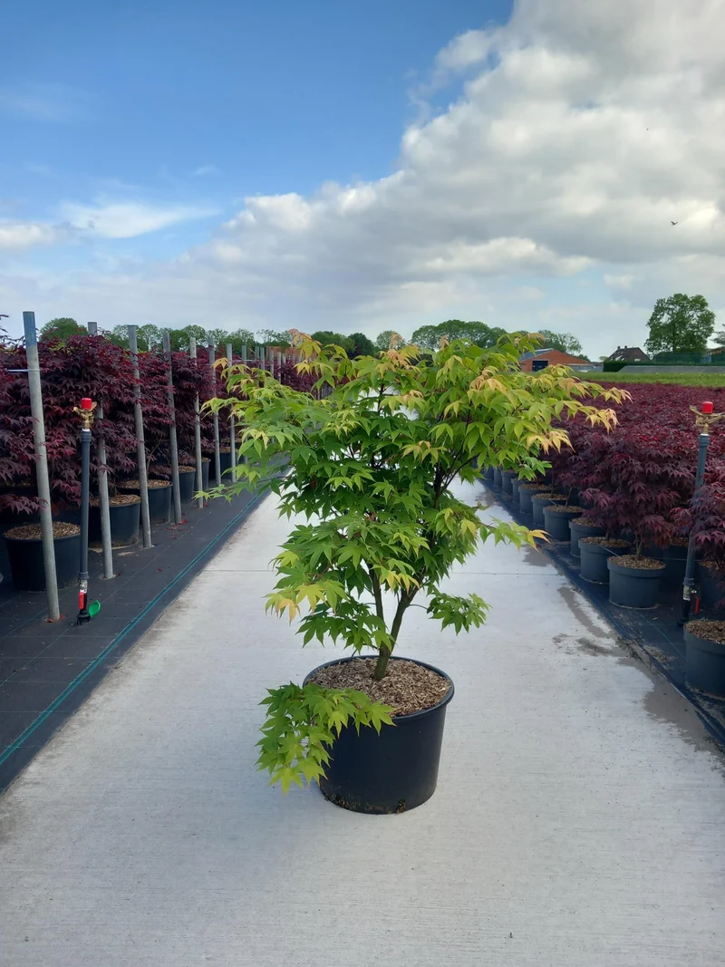 Acer palmatum 'Osakazuki' C35 (35 liters kruka) 100-125 cm