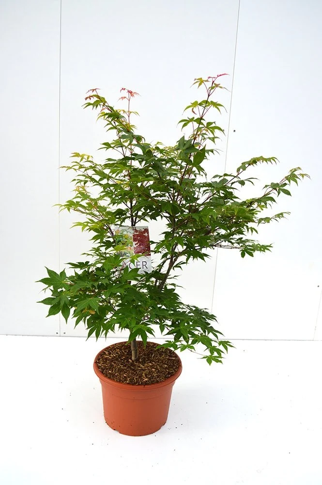 Acer palmatum 'Osakazuki' C15 (15 liters kruka) 80-100 cm