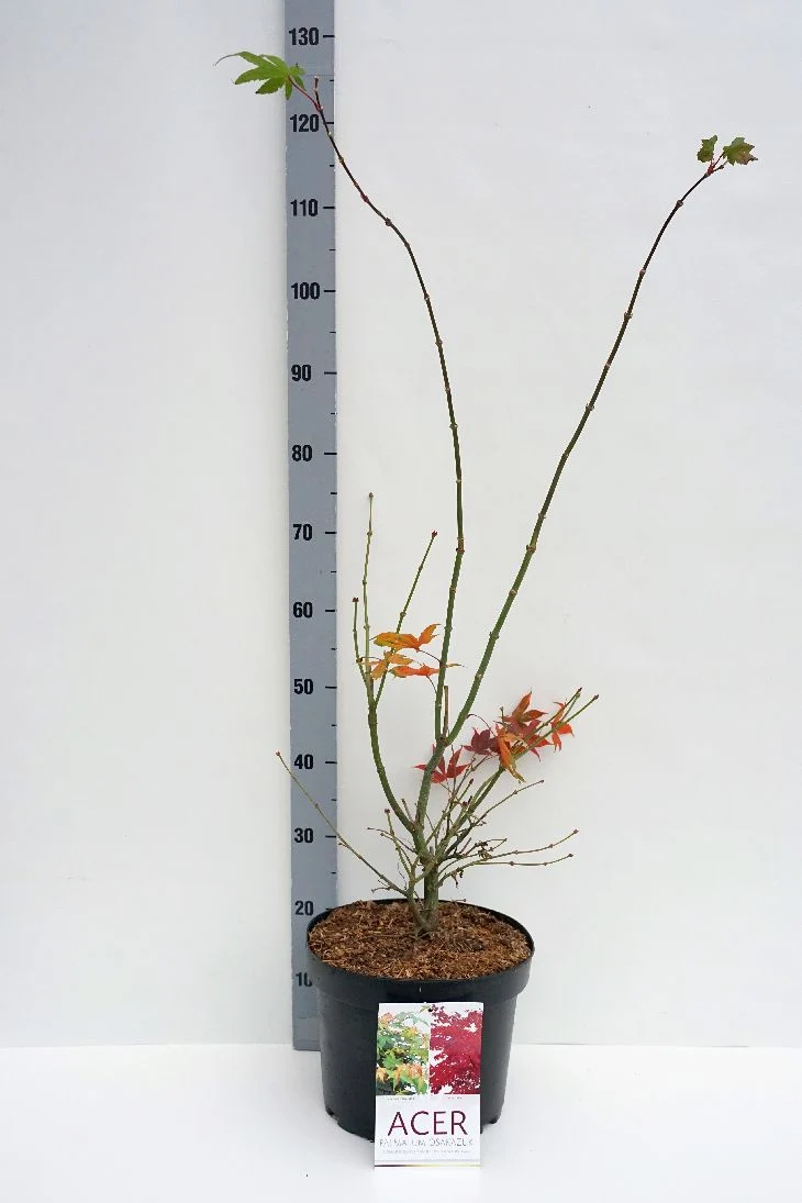 Acer palmatum 'Osakazuki' C10 (10 liters kruka) 60-70 cm