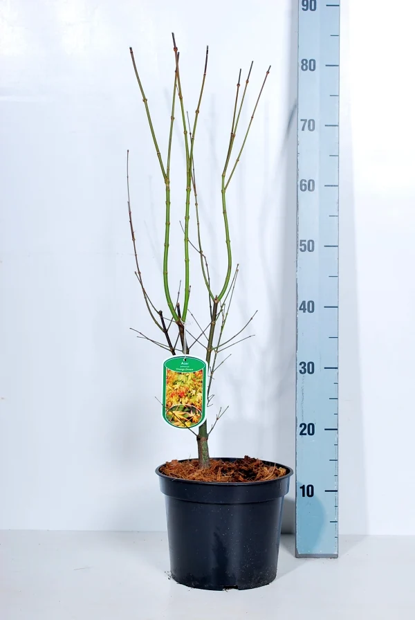 Acer palmatum 'Orange Dream' 50-60 cm - C5 (5 liters kruka)