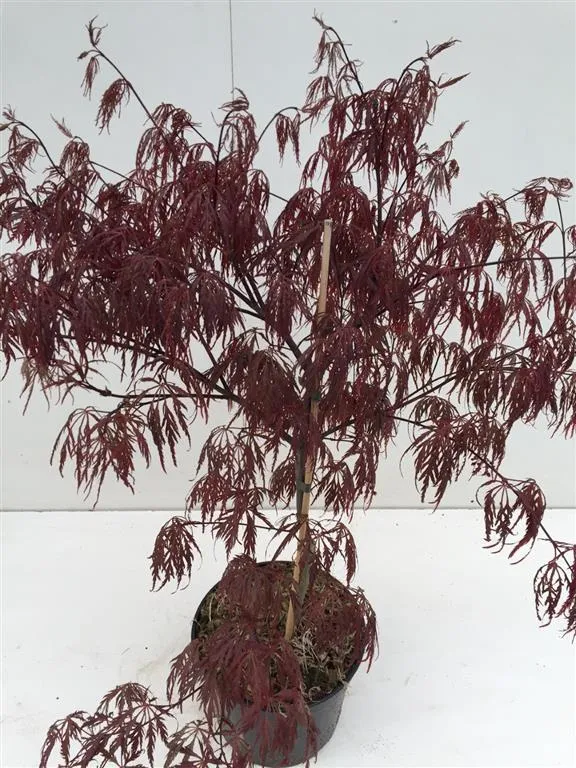 Acer palmatum 'Garnet' C5 (5 liters kruka) 40-50 cm