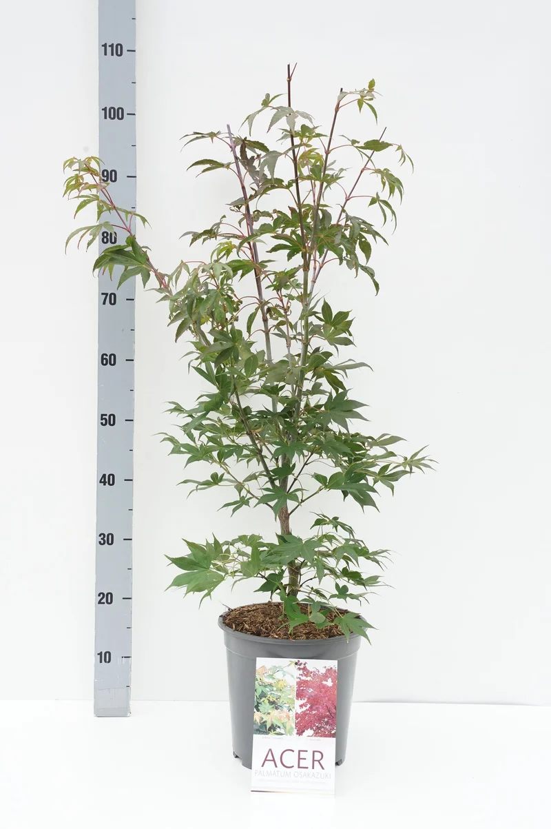 Acer palmatum 'Osakazuki' C5 (5 liters kruka) 60-70 cm