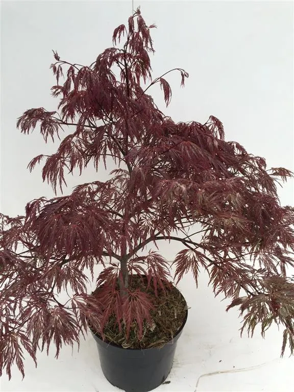 Acer palmatum 'Inaba-shidare' 40-50 cm, C5 (5 liters kruka)