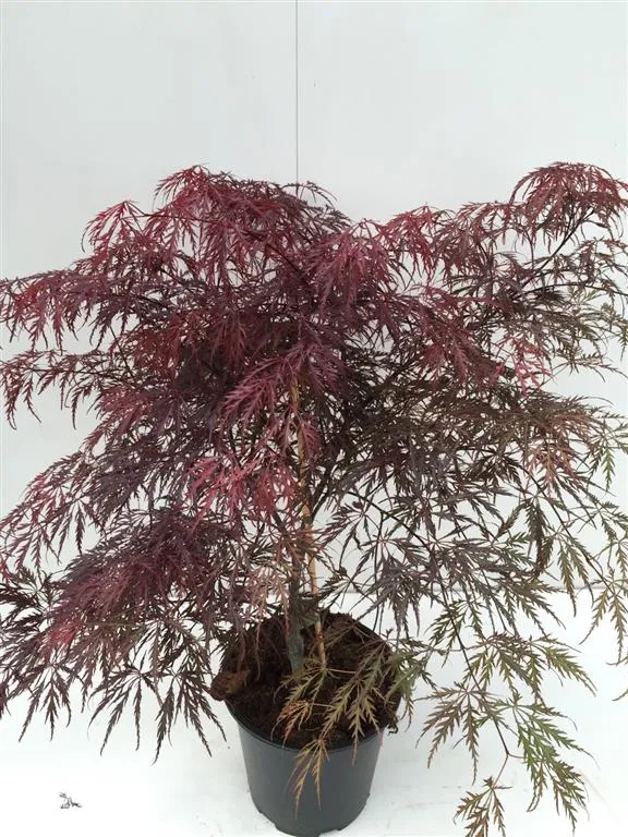Acer palmatum 'Garnet' C5 (5 liters kruka) 50-60 cm