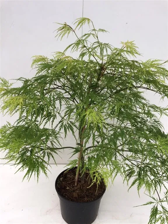 Acer palmatum 'Dissectum' C5 (5 liters kruka) 40-50 cm