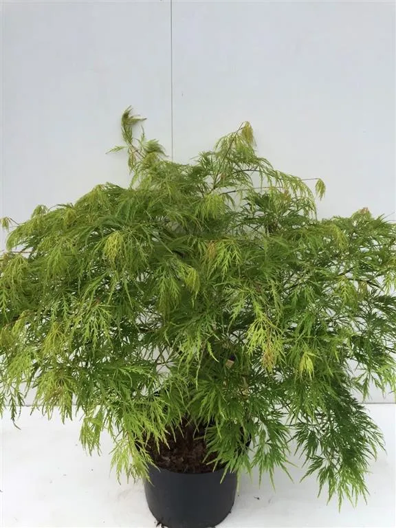 Acer pal. 'Dissectum' C10 (10 liters kruka) 60+ cm