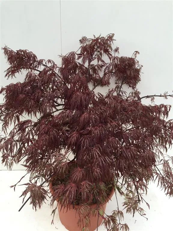 Acer palmatum 'Inaba-shidare' C15 (15 liters kruka) 60-80 cm