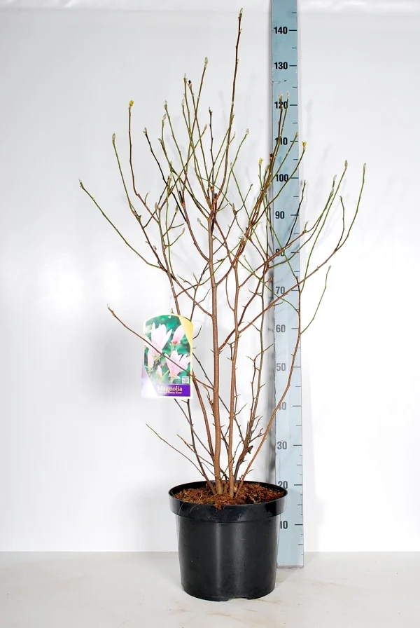 Magnolia 'George Henry Kern' C10 (10 liters kruka) 60-80 cm