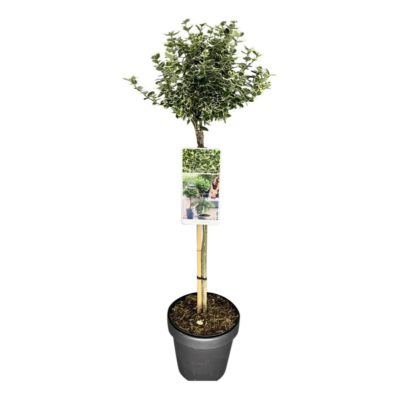 Euonymus fort. 'Emerald Gaiety' uppstammad 50 cm C3 (3 liters kruka) / 19 cm kruka