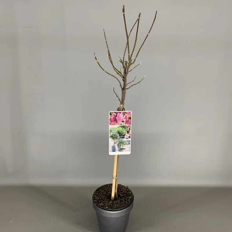 Magnolia 'Susan' 50 cm stam C3 (3 liters kruka) / 19 cm kruka