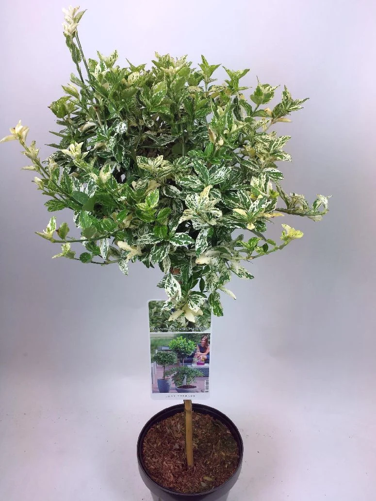 Euonymus fort. 'Harlequin' 50 cm stam C3 (3 liters kruka) / 19 cm kruka