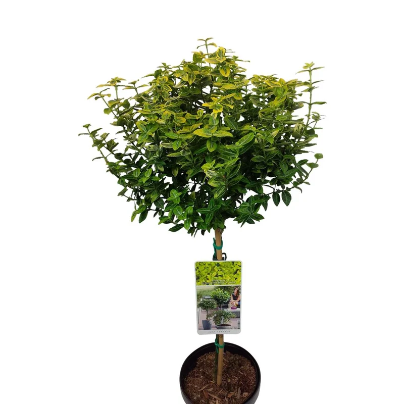 Euonymus fortunei 'Emerald 'n Gold' C1,5 (1,5 liters kruka) - Ungplantor