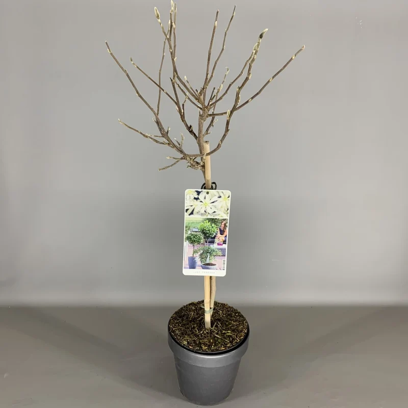 Magnolia stellata 50 cm stam C3 (3 liters kruka / 19 cm kruka) 2-årig krona