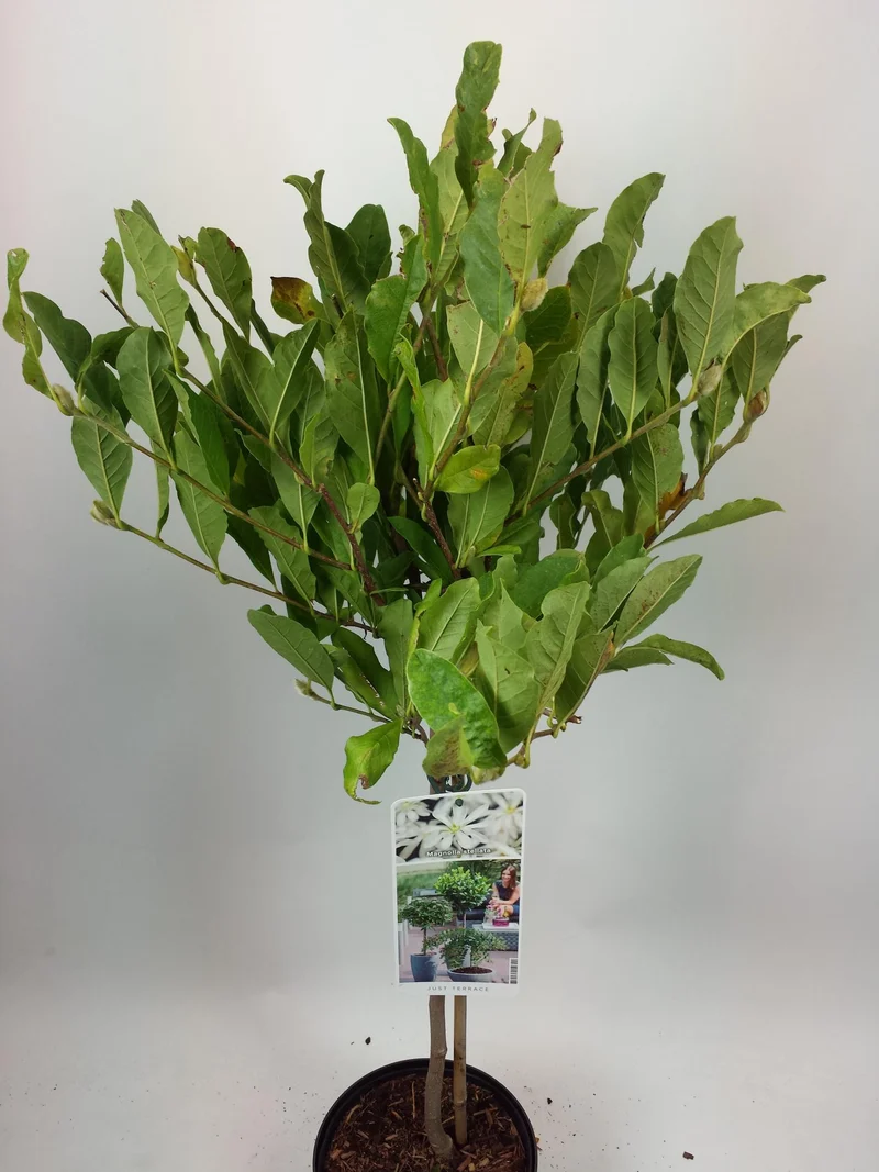 Magnolia stellata 30-40 cm, C2 (2 liters kruka)