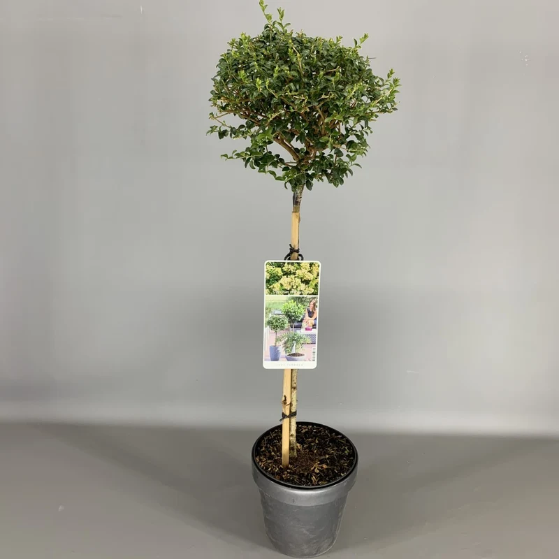 Ligustrum delavayanum C35 (35 liters kruka)