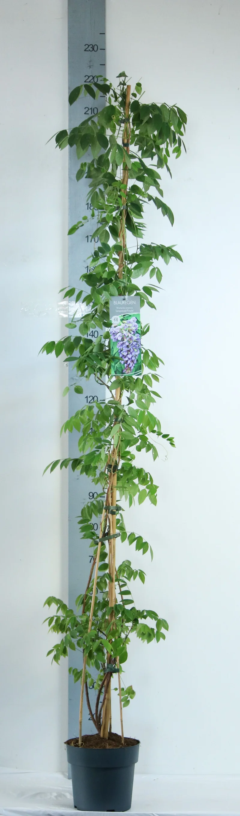 Wisteria frutescens 'Longwood Purple' C5,5 (5,5 liters kruka) 125-150 cm