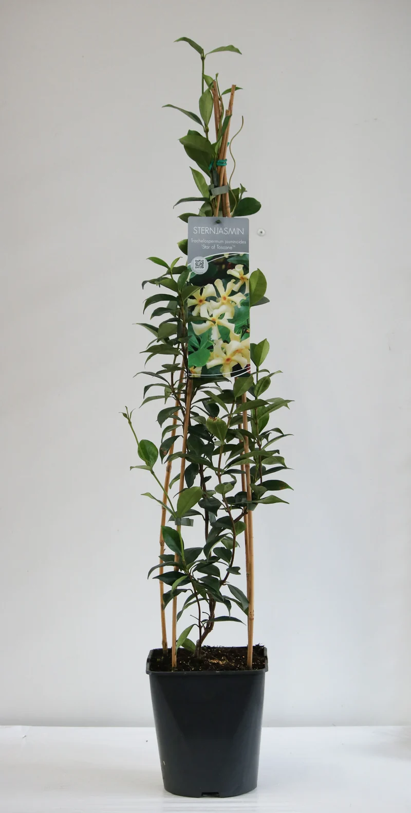 Trachelospermum j. 'Star of Toscane' C5 (5 liters kruka) / 23 cm kruka 80-100 cm