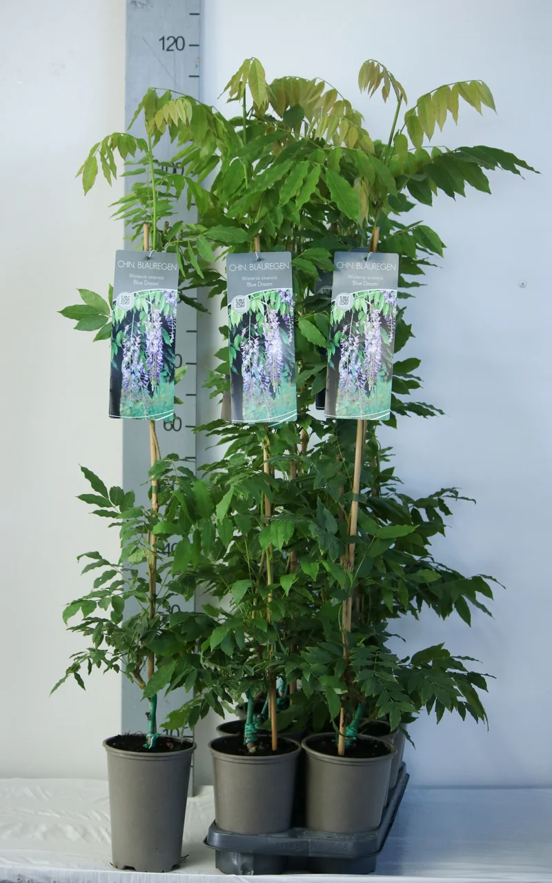 Wisteria flor. 'Blue Dream' C2 (2 liters kruka) 60-80 cm