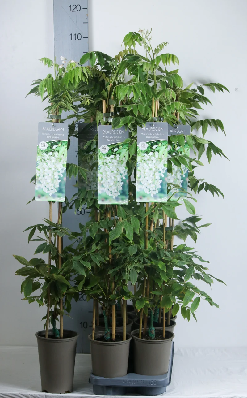 Wisteria brach. 'Shiro Kapitan' C2 (2 liters kruka) 60-80 cm