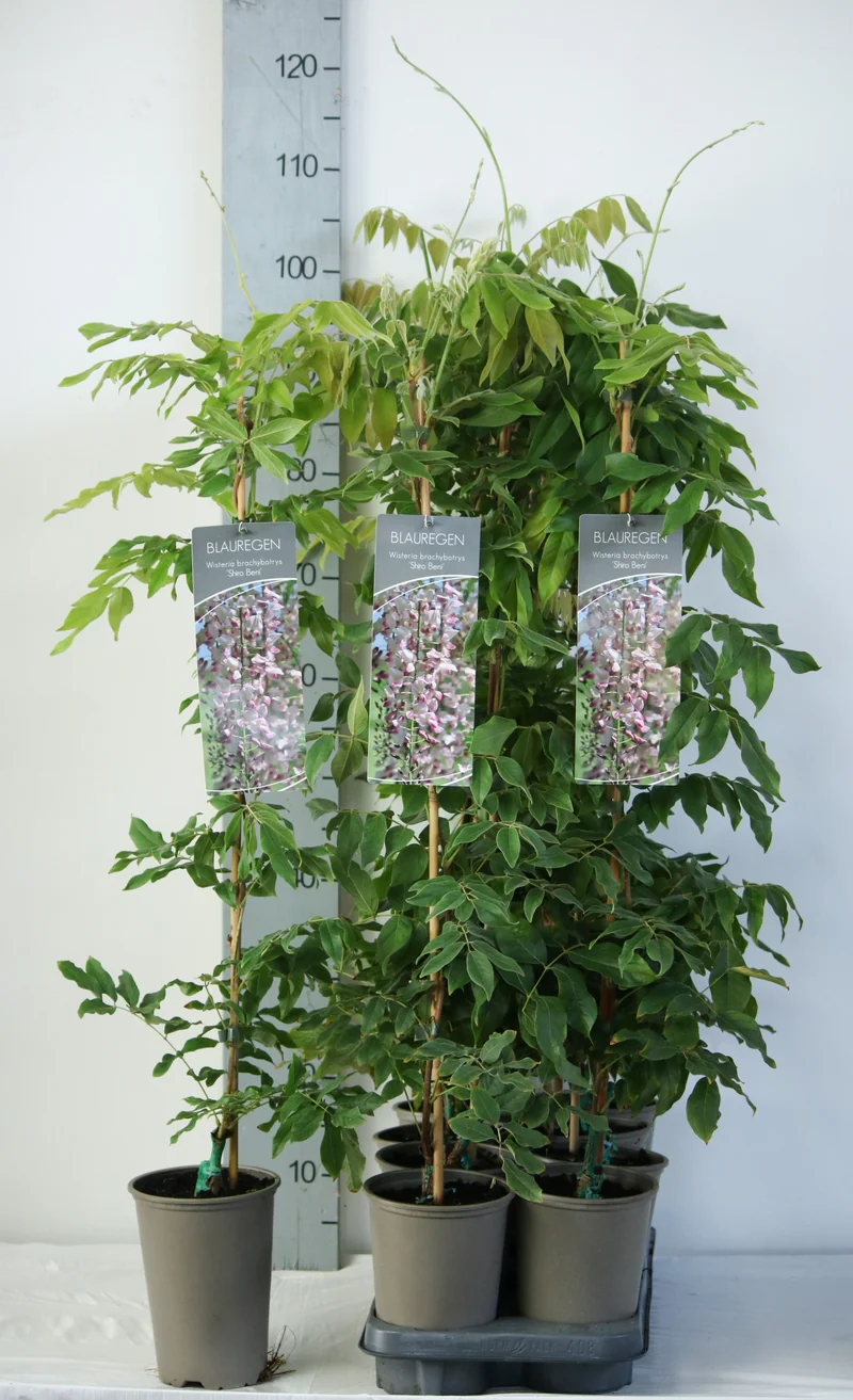 Wisteria brachybotrys 'Showa-beni' C2 (2 liters kruka) 60-80 cm