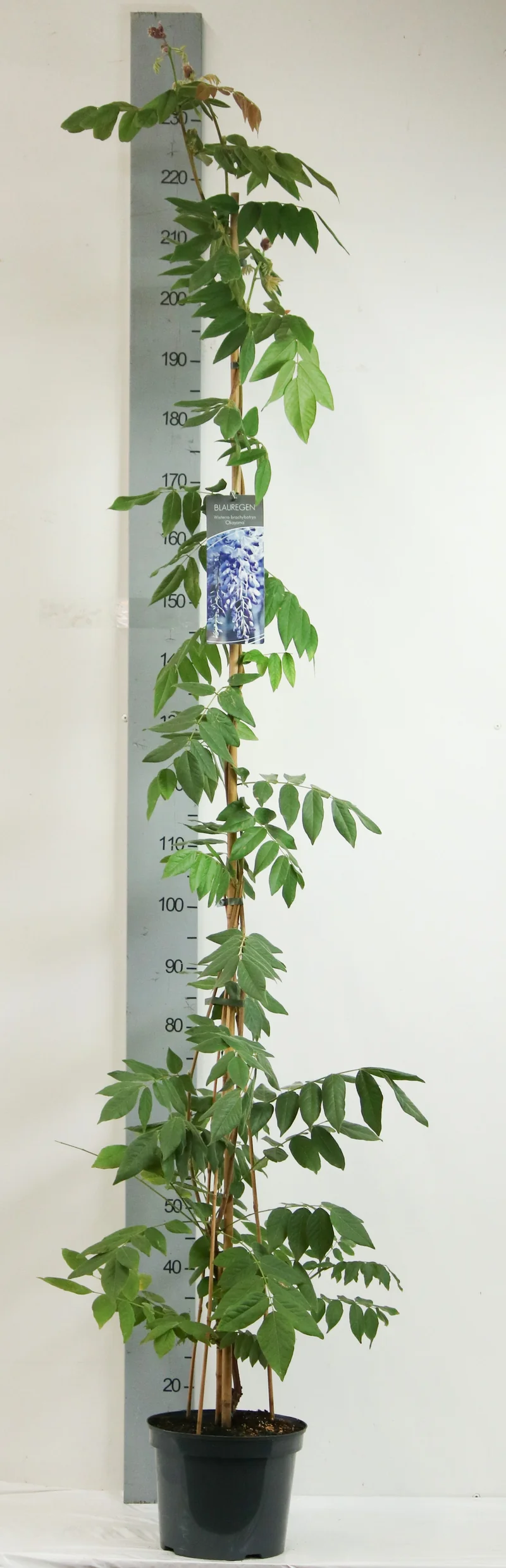 Wisteria b 'Okayama' 175-200 cm C7,5 (7,5 liters kruka)