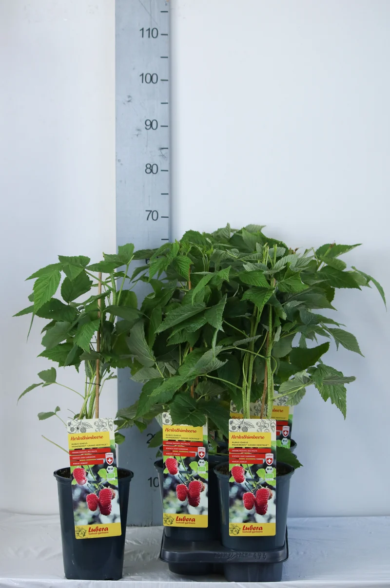 Rubus idaeus 'Grand Heritage'® C3 (3 liters kruka) 40-60 cm