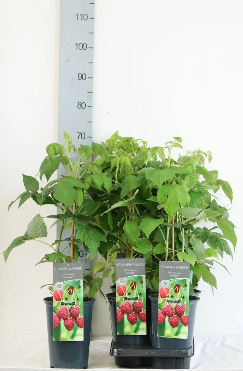 Rubus idaeus 'Sanibelle'® C2 (2 liters kruka) 30-40 cm