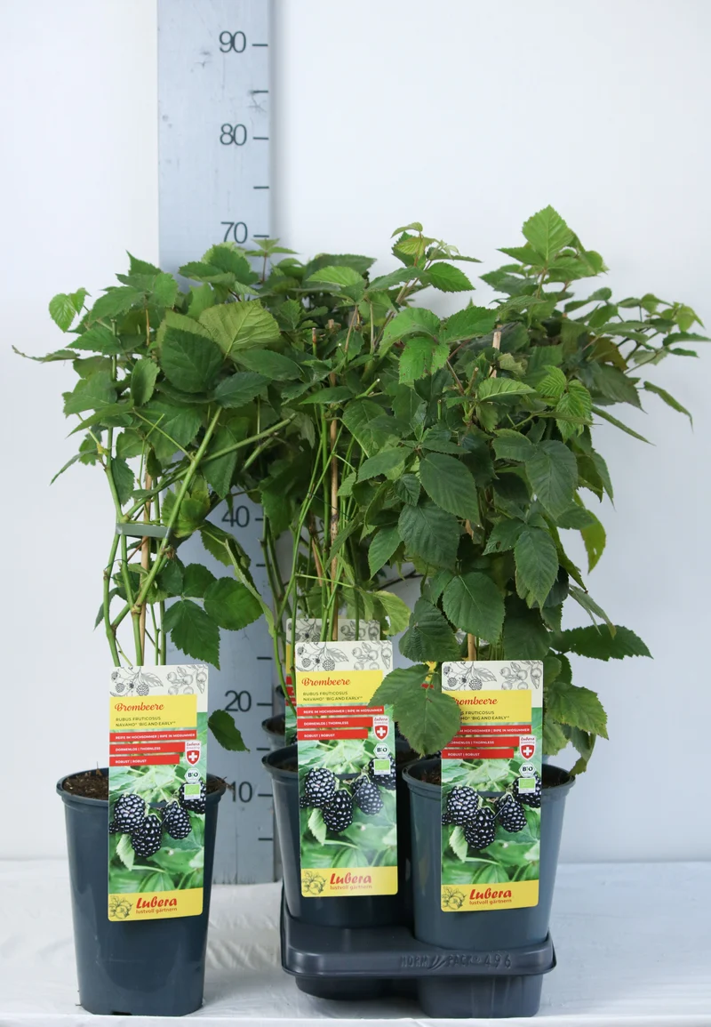 Rubus 'Navaho'® 'Bigandearly'® C3 (3 liters kruka) 40-60 cm