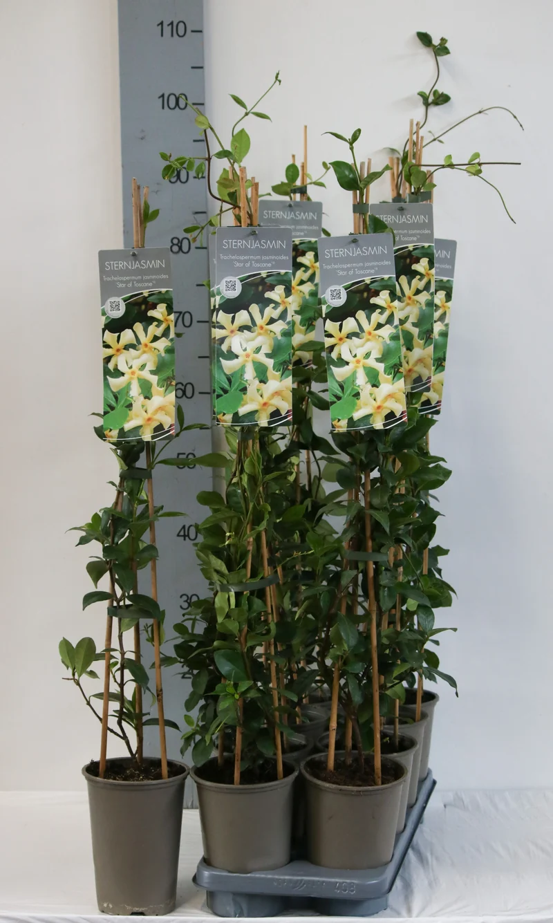 Trachelospermum j. 'Star of Toscane' 60-100 cm, C2 (2 liters kruka)