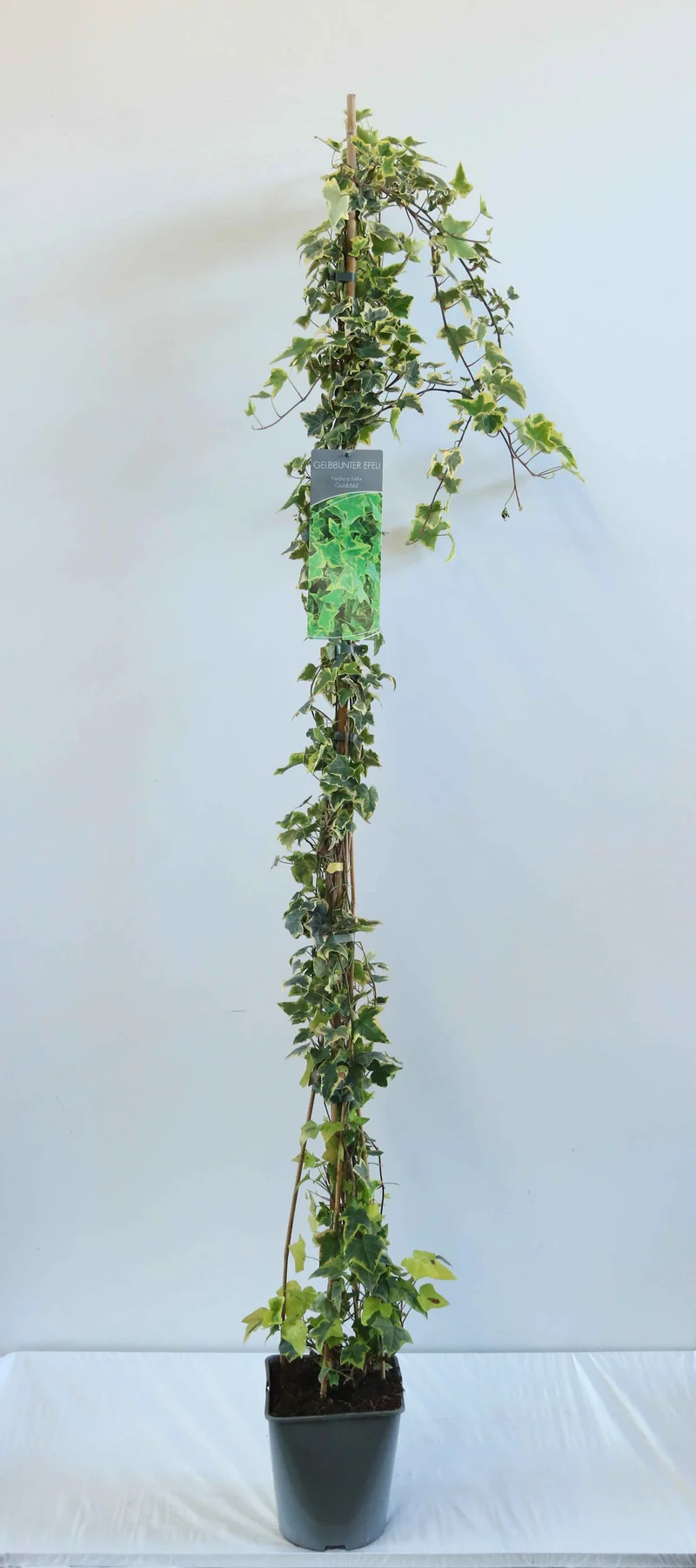 Hedera helix 'Goldchild' 175-200 cm C5 (5 liters kruka)