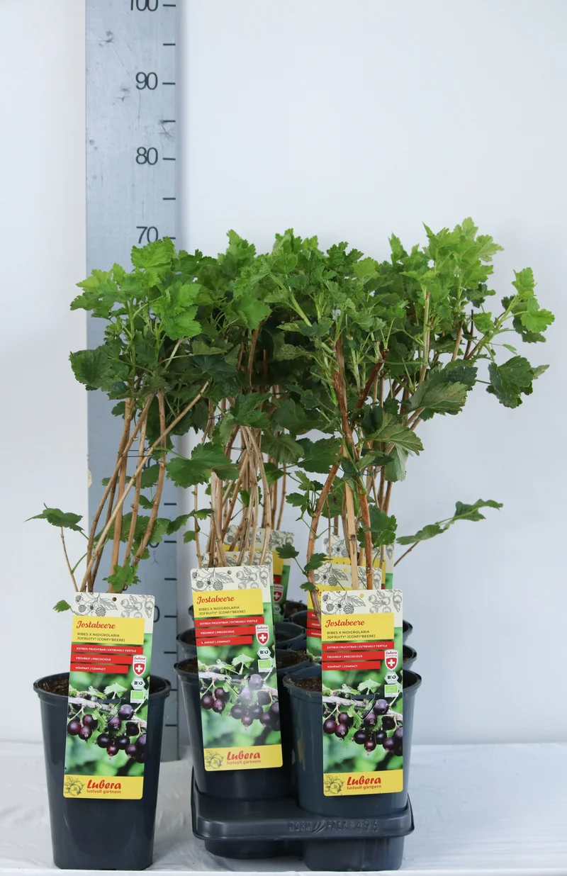 Ribes 'Confi®Beere Jofruti'® C3 (3 liters kruka) 40-60 cm