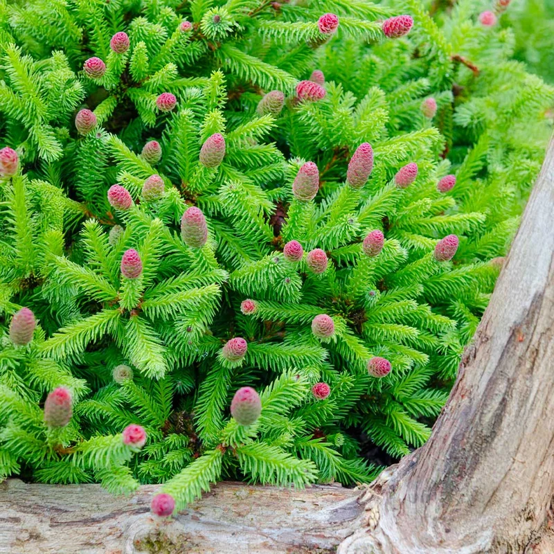 Pusch Norway Spruce Shrub