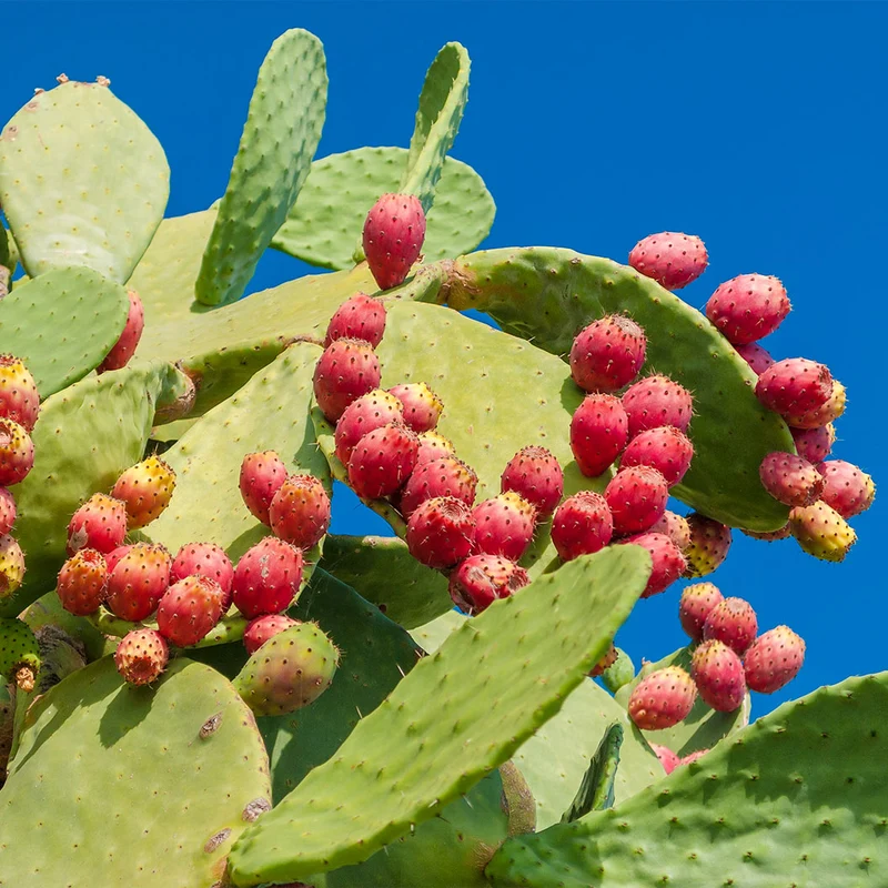 Nopal Prickly Pear Cactus Plant