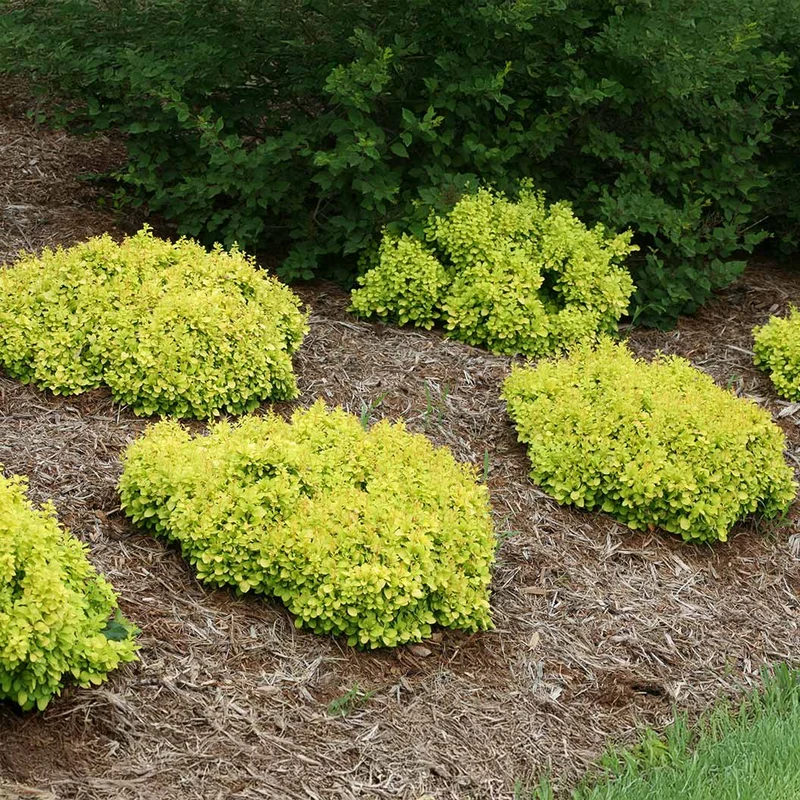 Proven Winners® Sunjoy® Mini Saffron Barberry Shrub