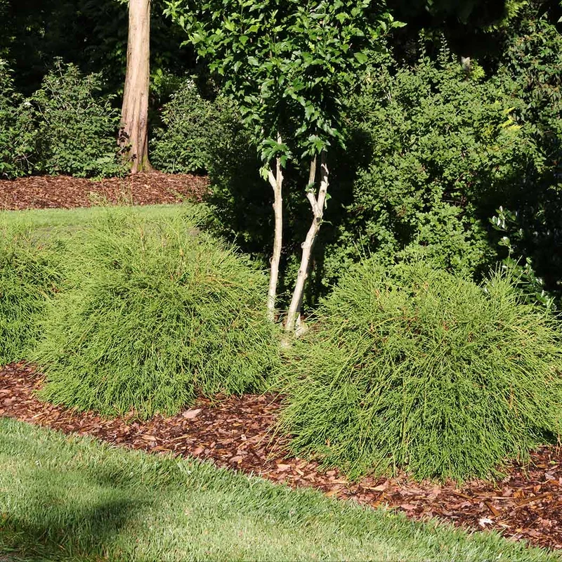 Proven Winners® Whip It Good® Arborvitae Shrub