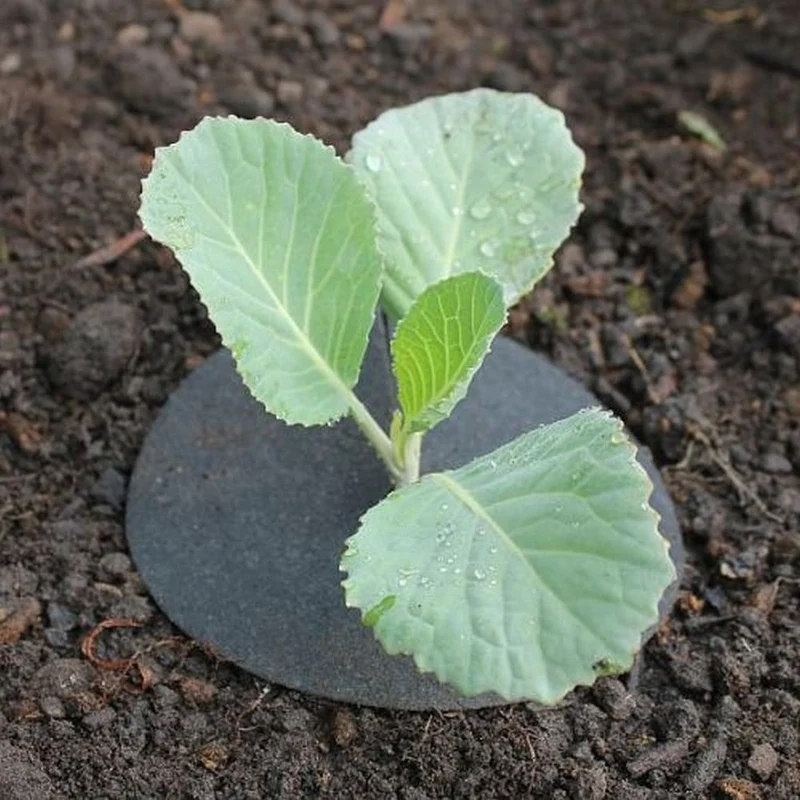 Copper Brassica Collars