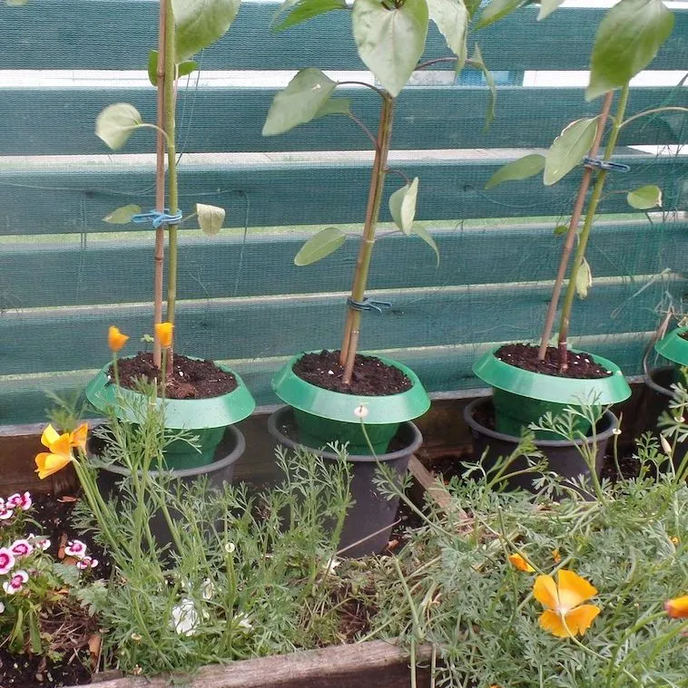 Slug Collars Individual Plant Protection Against Slugs