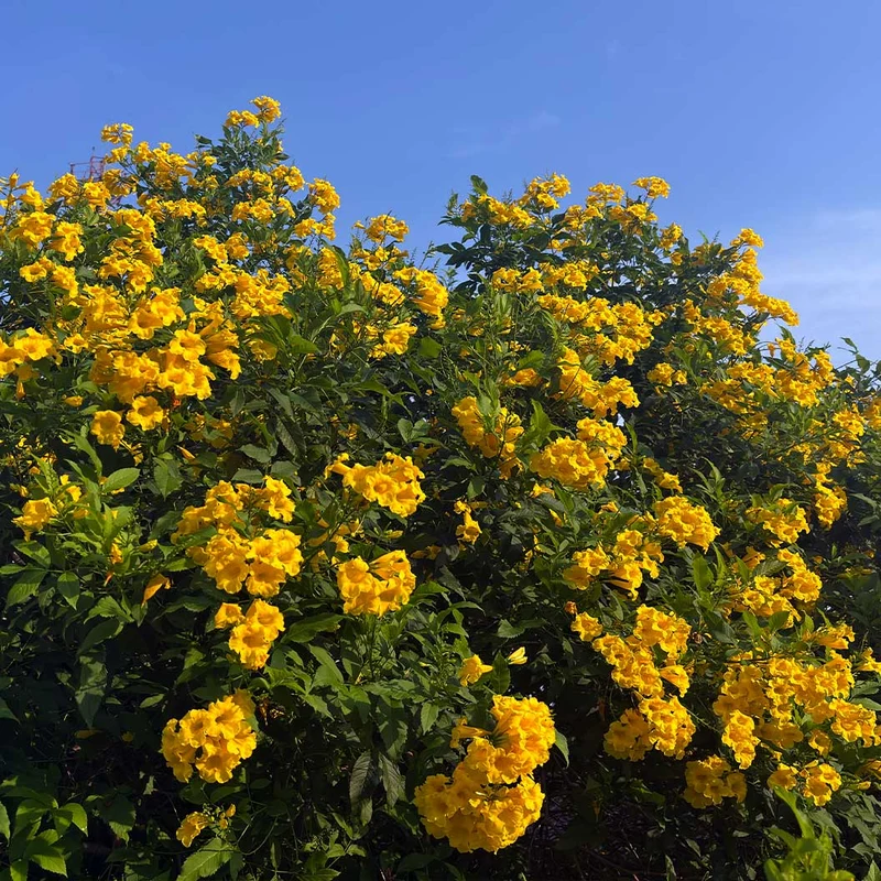Sun Trumpets® Yellow Tecoma Shrub