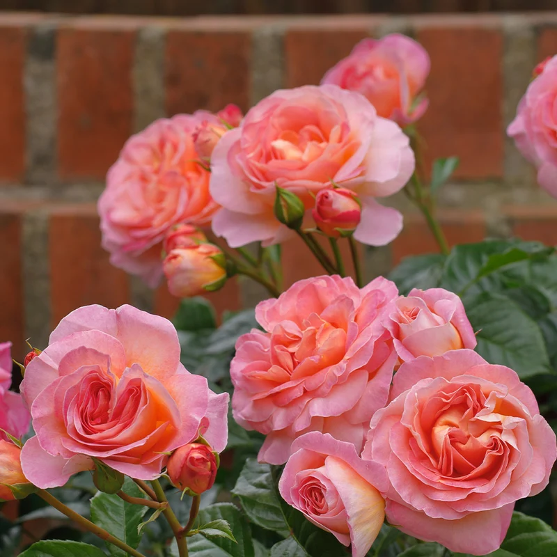 Shania Twain Rose Bush