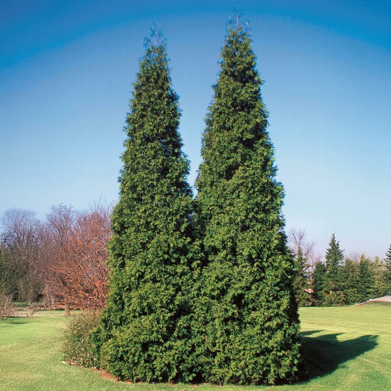 Proven Winners® Spring Grove Western Arborvitae Tree