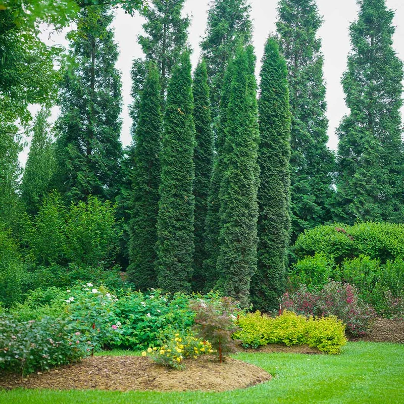 Full Speed A Hedge Thin Man Arborvitae Tree