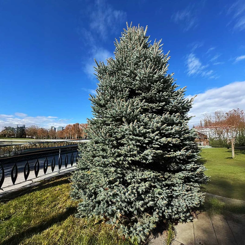Hoops Blue Spruce Tree
